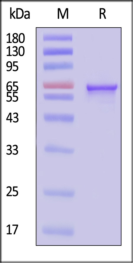 VP2-A5145-sds