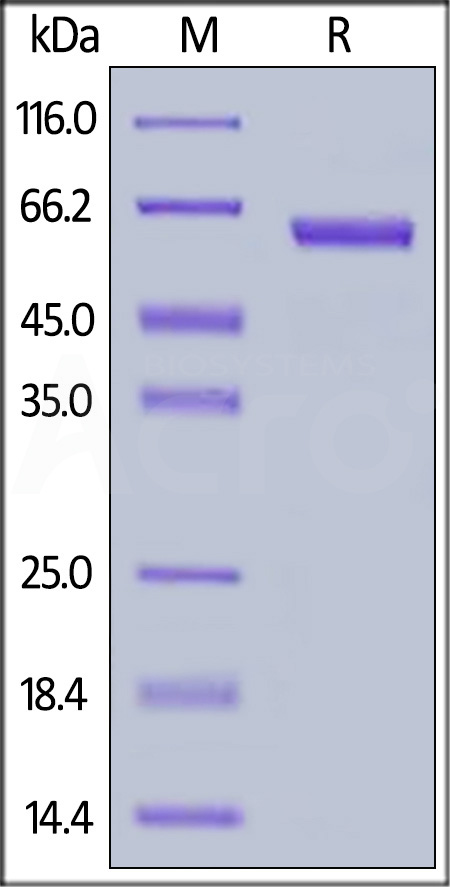 VSIG3 SDS-PAGE