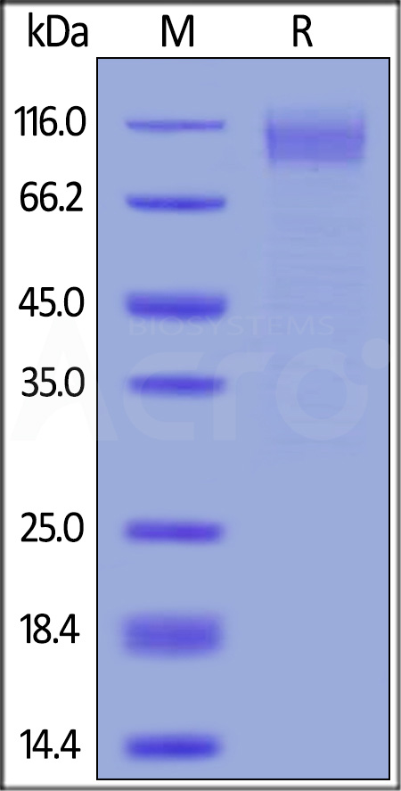 Glycoprotein / GP (virus) SDS-PAGE