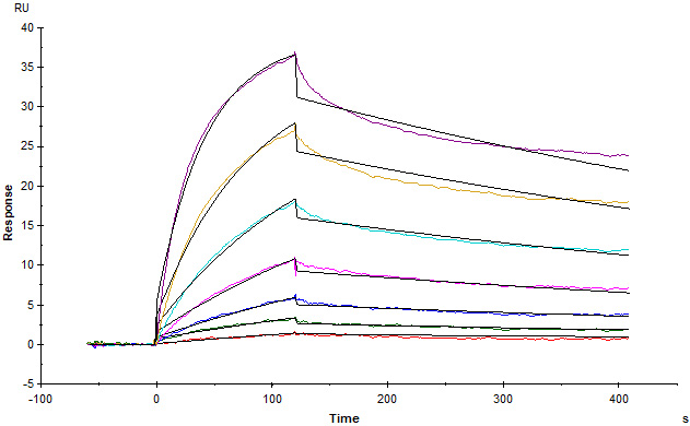 Human_FcRn_Heterodimer_Protein_SPR