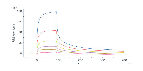  Envelope protein H&L&UL128&UL130&UL131 SPR