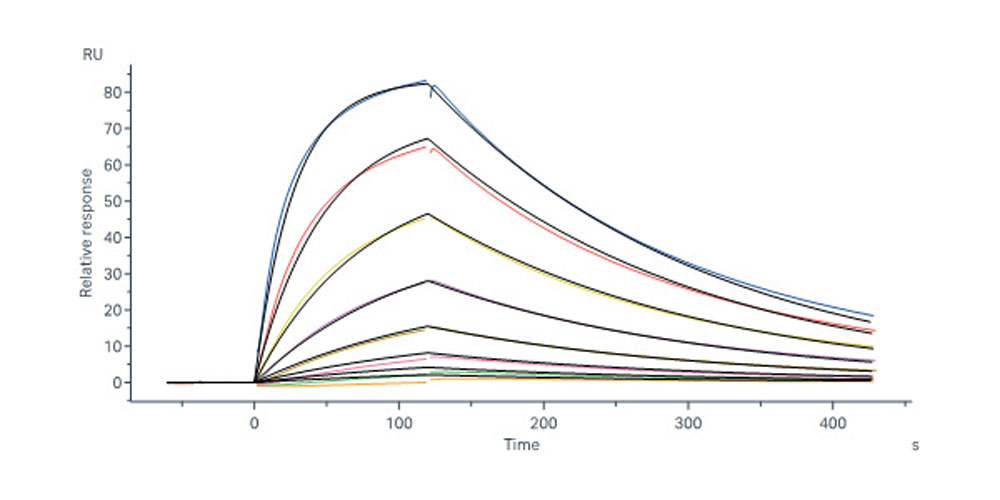  Glycoprotein H & Glycoprotein L/gH & gL (EBV) SPR