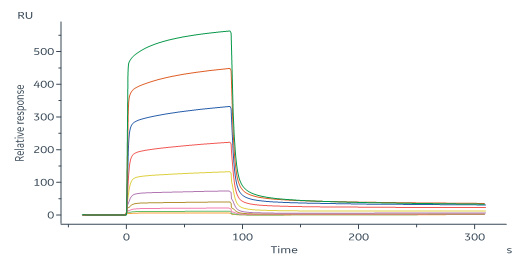 Human_FcRn_Heterodimer_Protein_SPR