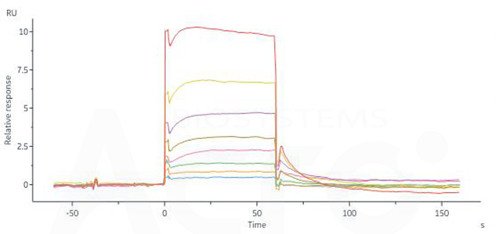 Human_FcRn_Heterodimer_Protein_SPR