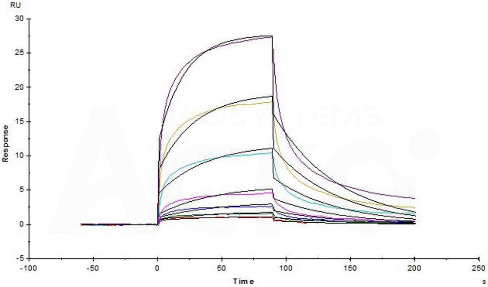 Human_FcRn_Heterodimer_Protein_SPR