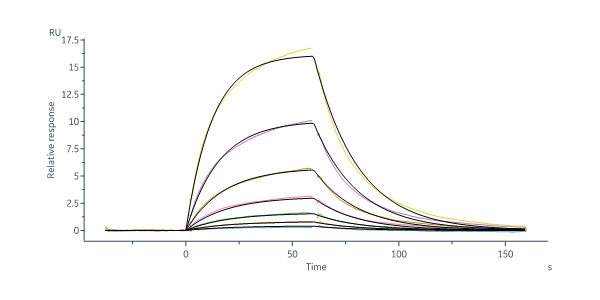  Serum Albumin SPR