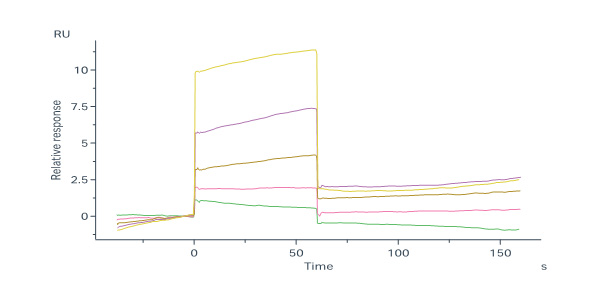  Neuraminidase (NA) SPR