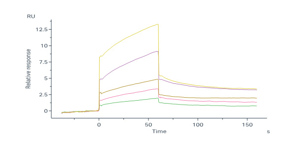  Neuraminidase/NA (Influenza Virus) SPR