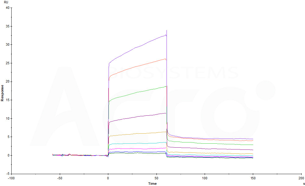 Human_FcRn_Heterodimer_Protein_SPR