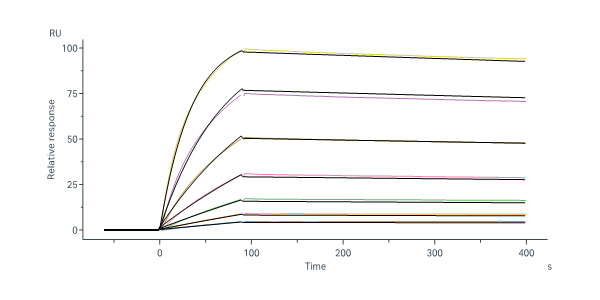  Pre-Fusion glycoprotein F0 SPR