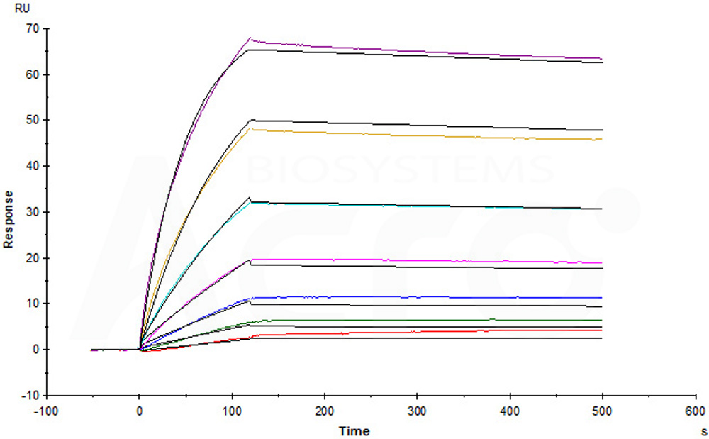 Human_FcRn_Heterodimer_Protein_SPR