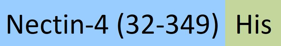 NE4-C52H4-structure