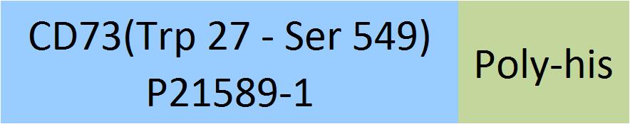 CD73 Structure