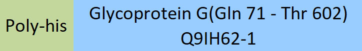 Glycoprotein (NiV, HeV) Structure