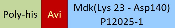 Midkine Structure