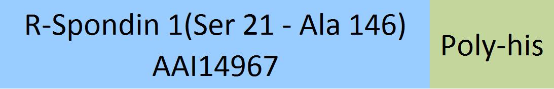 R-Spondin 1 Structure