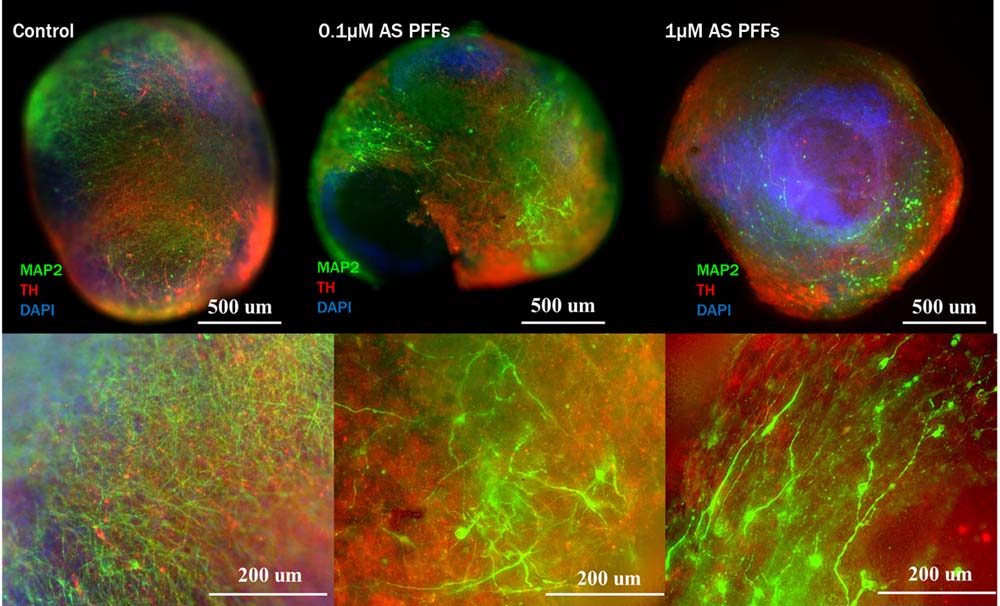  Organoids ORGANOID APPLICATION