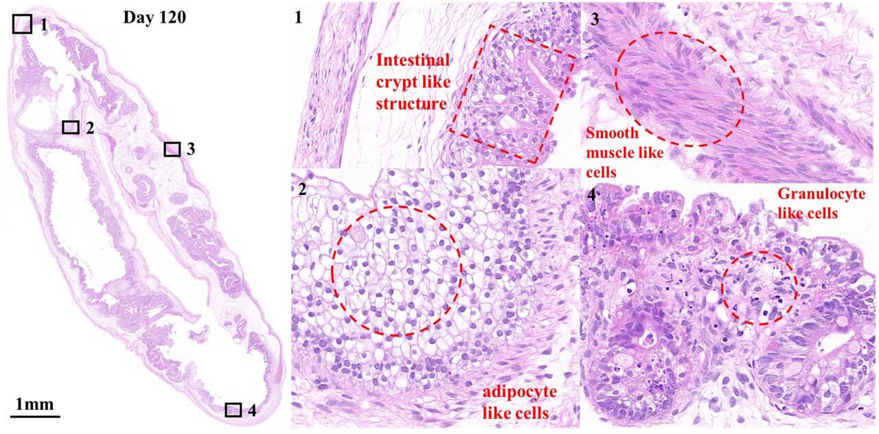  - ORGNAOID HISTOLOGY