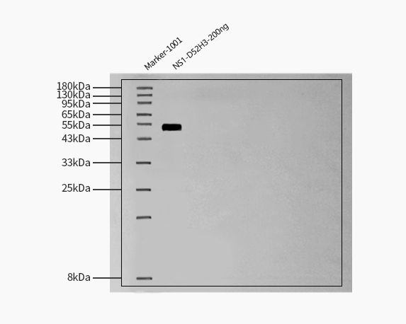  DENV 2-NS1 WESTERN BLOT